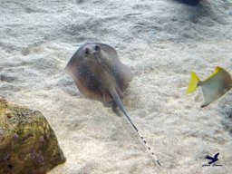 Haus des Meeres 4.02.2026